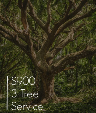 All Affordable Tree Service - Firewood - Randolph, NJ